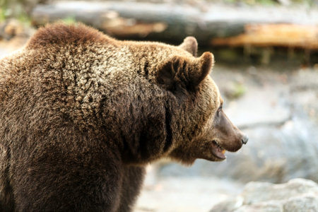 Brown Bear