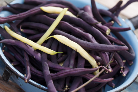 Purple string beans