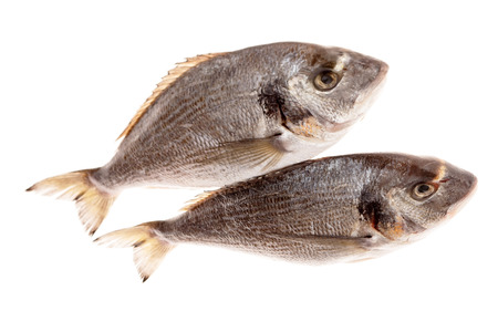 Dorado fishes isolated on whiteの写真素材