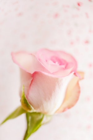 beautiful roseの写真素材