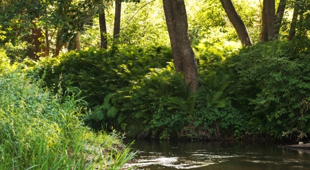 Forest riverの写真素材