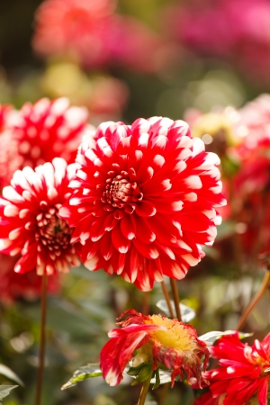 Colorful dahlia flowersの写真素材