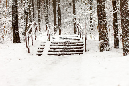 steps in winter forestの写真素材