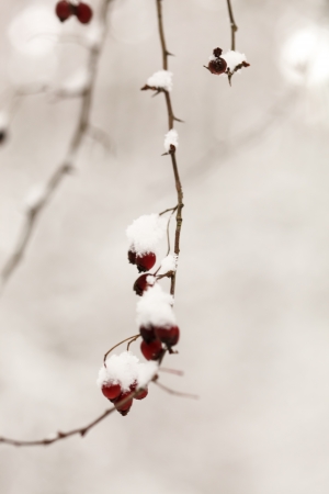 winter forestの写真素材