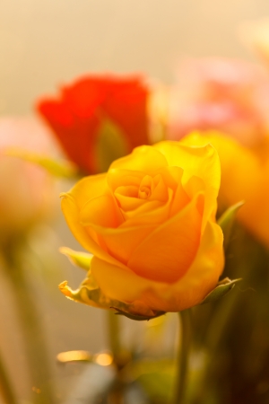 nice rosesの写真素材