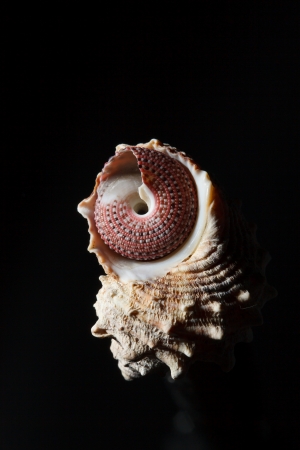 sea shell isolated on blackの写真素材
