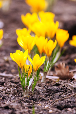 spring flowersの写真素材