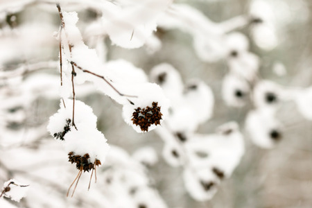 winter forestの写真素材