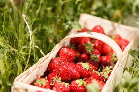 Strawberries in a basket の写真素材