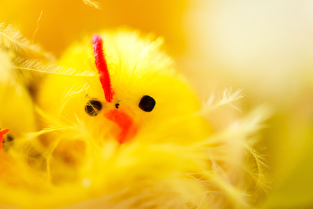 Easter chickenの写真素材