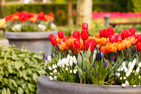 sping gardenの写真素材