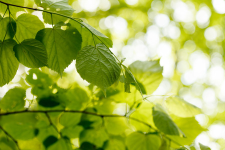 green leavesの写真素材