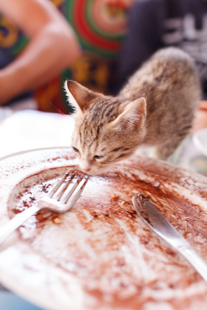 nice kittenの写真素材
