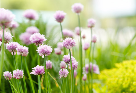 purple flowersの写真素材