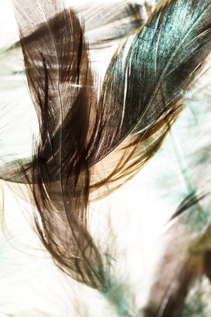 Color feathersの写真素材