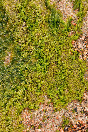 algae on the sand