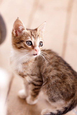 nice kittenの写真素材