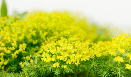 nice plantの写真素材