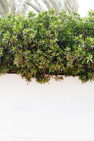 plant on the fenceの写真素材