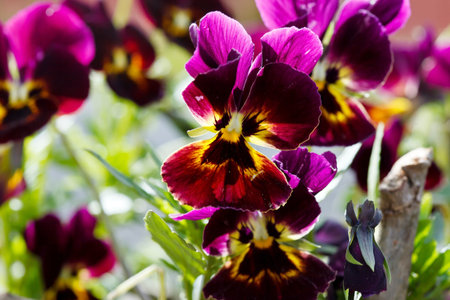 viola flowersの写真素材