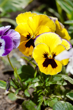 viola flowersの写真素材