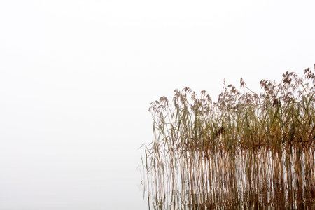 Seedy reed stalks