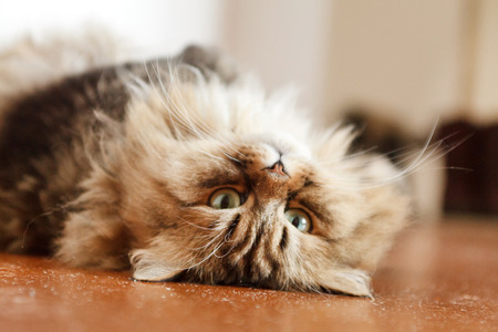 nice catの写真素材