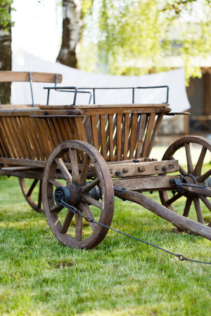 old oxenの写真素材