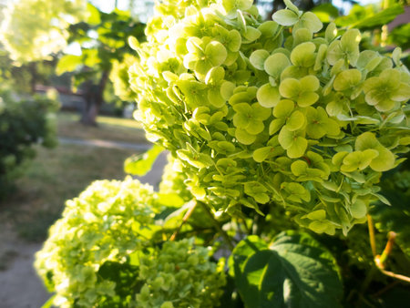 green hydrangea