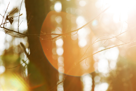 sunset in the woodsの写真素材