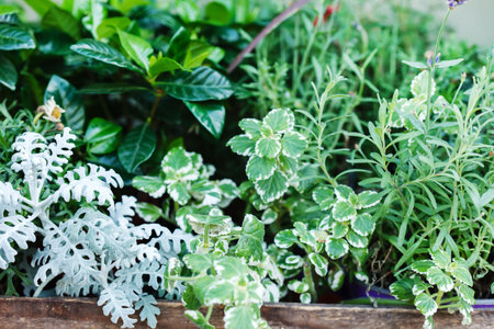 flowers outdoorの写真素材