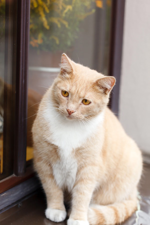 Red-haired adult cat  on a windowsillの写真素材