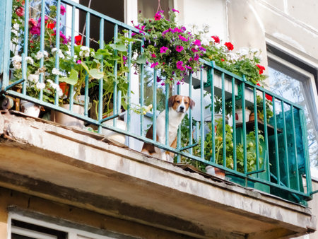 flowers and dog on the balconyの写真素材
