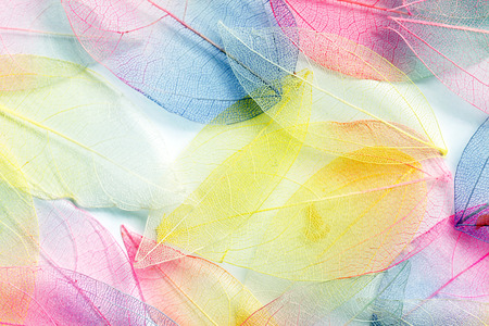 color leavesの写真素材