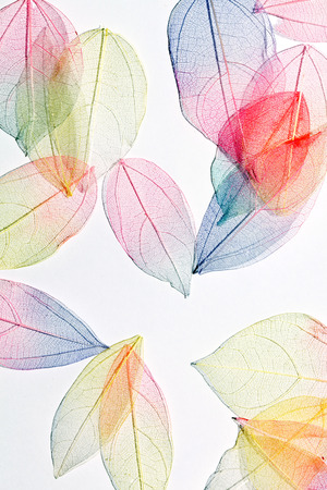 color leavesの写真素材