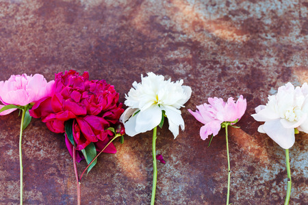 fresh peoniesの写真素材