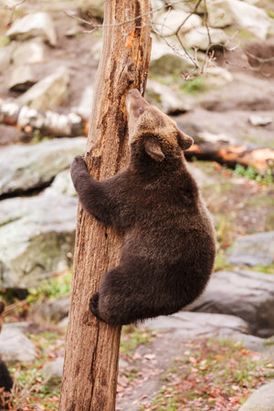 Brown Bear