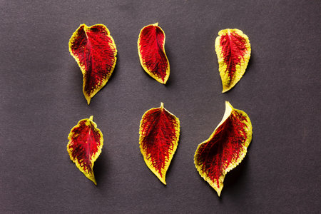 beautiful leaves