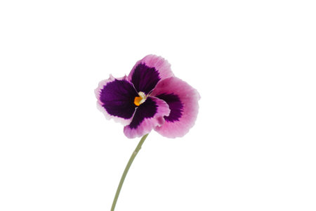 viola flowerの写真素材