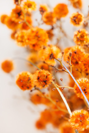 flowers backgroundの写真素材