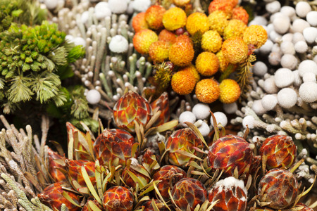 winter flowersの写真素材