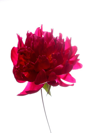 peony on the whiteの写真素材