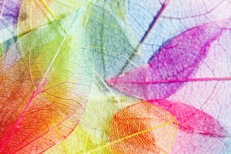 color leaves