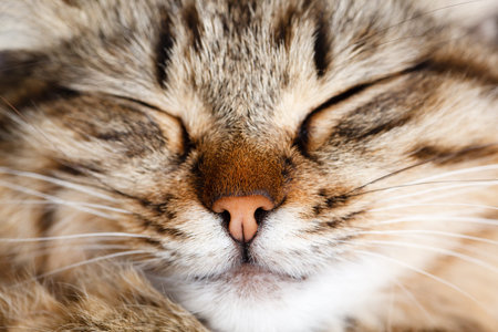 sleeping catの写真素材