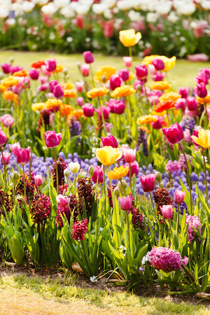 spring gardenの写真素材