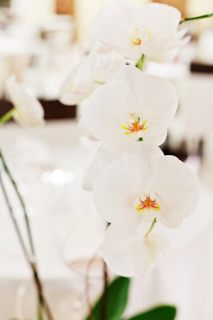 white orchidの写真素材