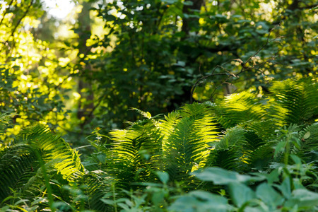 Fern in the forestの写真素材