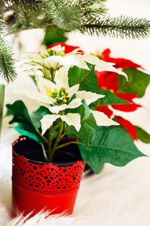Christmas flowersの写真素材