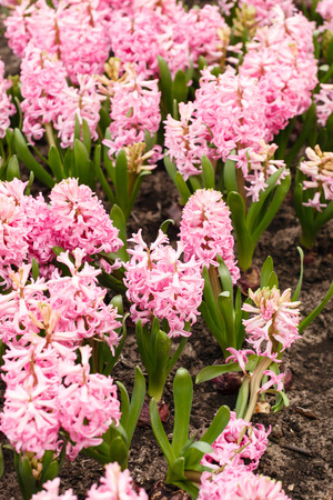 field of hyacinthの写真素材