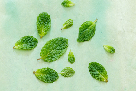 mint leavesの写真素材